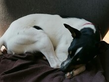 MONTY2, Hund, Jack Russell Terrier-Mix in Breitenburg - Bild 6