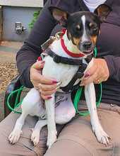 MONTY2, Hund, Jack Russell Terrier-Mix in Breitenburg - Bild 7