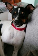 MONTY2, Hund, Jack Russell Terrier-Mix in Breitenburg - Bild 8