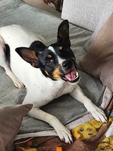 MONTY2, Hund, Jack Russell Terrier-Mix in Breitenburg - Bild 9