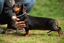 KUCHEN, Hund, Dackel in Mannheim - Bild 1