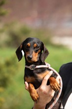 KUCHEN, Hund, Dackel in Mannheim - Bild 10