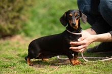 KUCHEN, Hund, Dackel in Mannheim - Bild 11