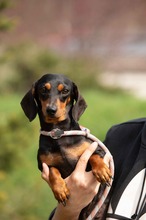 KUCHEN, Hund, Dackel in Mannheim - Bild 12