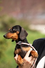 KUCHEN, Hund, Dackel in Mannheim - Bild 13