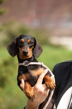 KUCHEN, Hund, Dackel in Mannheim - Bild 14