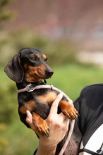 KUCHEN, Hund, Dackel in Mannheim - Bild 15
