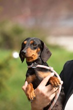 KUCHEN, Hund, Dackel in Mannheim - Bild 16