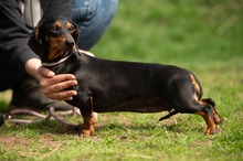 KUCHEN, Hund, Dackel in Mannheim - Bild 17