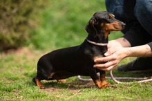KUCHEN, Hund, Dackel in Mannheim - Bild 18