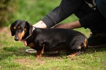 KUCHEN, Hund, Dackel in Mannheim - Bild 3