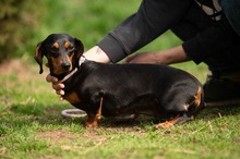 KUCHEN, Hund, Dackel in Mannheim - Bild 4