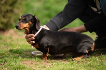 KUCHEN, Hund, Dackel in Mannheim - Bild 5