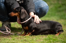 KUCHEN, Hund, Dackel in Mannheim - Bild 6