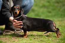 KUCHEN, Hund, Dackel in Mannheim - Bild 7