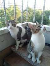 BOB, Katze, Europäisch Kurzhaar in Bulgarien - Bild 4
