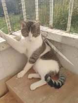 BOB, Katze, Europäisch Kurzhaar in Bulgarien - Bild 5