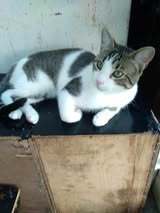 BOB, Katze, Europäisch Kurzhaar in Bulgarien - Bild 6