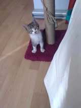 BOB, Katze, Europäisch Kurzhaar in Bulgarien - Bild 8