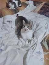 BOB, Katze, Europäisch Kurzhaar in Bulgarien - Bild 9