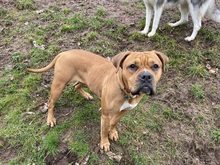 LUNA, Hund, Bulldogge-Mix in Zweibrücken - Bild 1