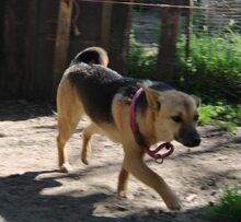 SINA, Hund, Mischlingshund in Ungarn - Bild 5