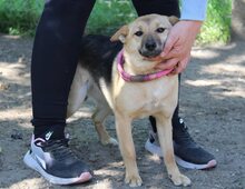 SINA, Hund, Mischlingshund in Ungarn - Bild 6