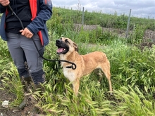 NANCY, Hund, Mischlingshund in Rumänien - Bild 3