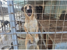 NANCY, Hund, Mischlingshund in Rumänien - Bild 5