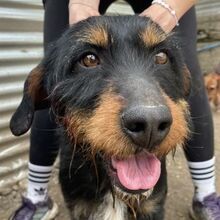 UNO, Hund, Mischlingshund in Hellenthal - Bild 1