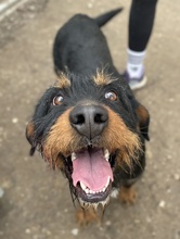 UNO, Hund, Mischlingshund in Hellenthal - Bild 2