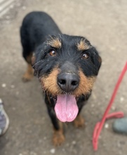 UNO, Hund, Mischlingshund in Hellenthal - Bild 3