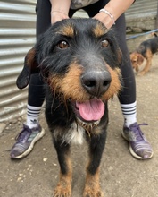 UNO, Hund, Mischlingshund in Hellenthal - Bild 4