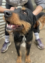 UNO, Hund, Mischlingshund in Hellenthal - Bild 5