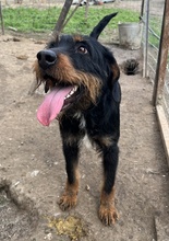 UNO, Hund, Mischlingshund in Hellenthal - Bild 6