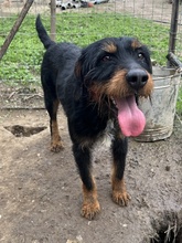 UNO, Hund, Mischlingshund in Hellenthal - Bild 7