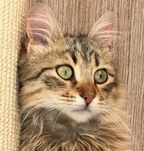 CARLO, Katze, Langhaar-Mix in Bulgarien
