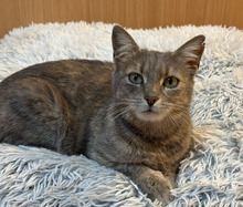 CHRISTIE, Katze, Europäisch Kurzhaar in Bulgarien - Bild 10
