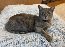 CHRISTIE, Katze, Europäisch Kurzhaar in Bulgarien - Bild 11