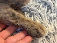 CHRISTIE, Katze, Europäisch Kurzhaar in Bulgarien - Bild 12
