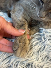 CHRISTIE, Katze, Europäisch Kurzhaar in Bulgarien - Bild 13