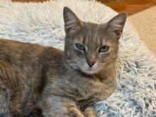 CHRISTIE, Katze, Europäisch Kurzhaar in Bulgarien - Bild 9