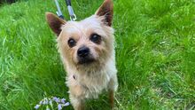 CARAMELO, Hund, Mischlingshund in Remscheid - Bild 6