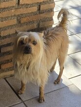 CARAMELO, Hund, Mischlingshund in Remscheid - Bild 7