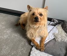 CARAMELO, Hund, Mischlingshund in Remscheid - Bild 9