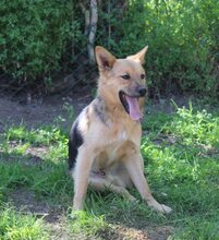 CHARLIE, Hund, Mischlingshund in Ungarn - Bild 4