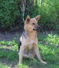 CHARLIE, Hund, Mischlingshund in Ungarn - Bild 5