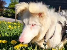 ALASKA3, Hund, Border Collie in Altenmedingen - Bild 10