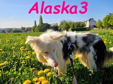 ALASKA3, Hund, Border Collie in Altenmedingen - Bild 11