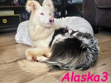 ALASKA3, Hund, Border Collie in Altenmedingen - Bild 3